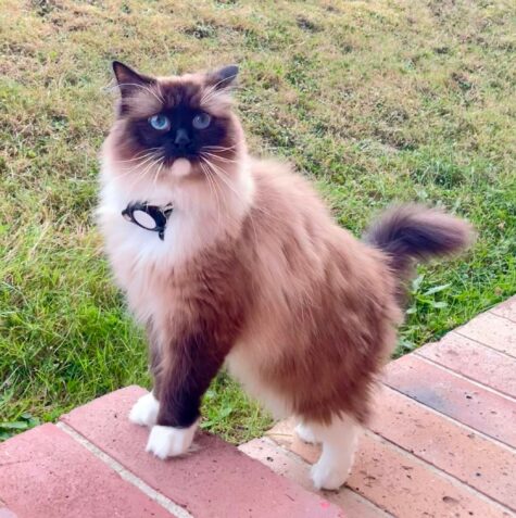 Les chats dans la littérature